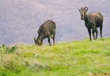 Eravikulam National Park