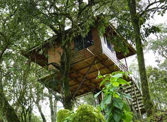 Nature Zone jungle Resort
