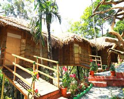 Green Trees - Munnar