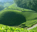 munnar tour packages for couple