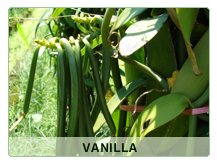 Vanilla