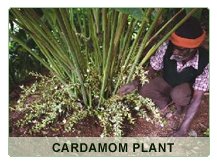 Cardamom